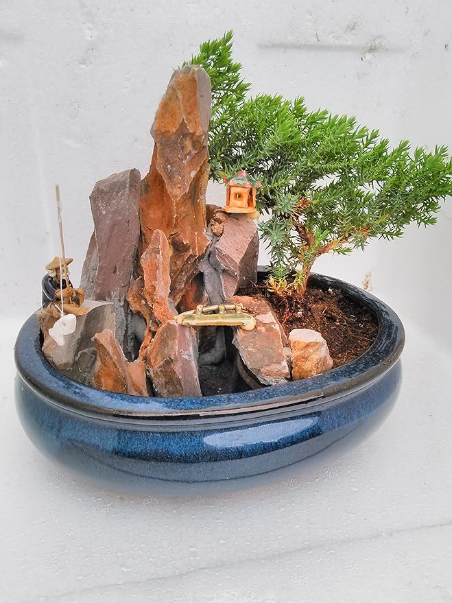 jmbamboo-bonsai- Juniper Tree Zen Garden With Pool Fishman